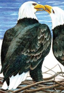Cover of On Eagle Cove by Jane Yolen, Illustrated by Elizabeth Dulembs